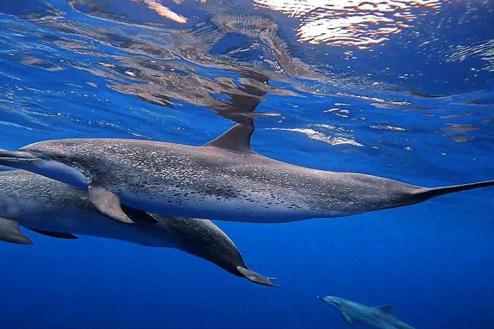 Banginių ir delfinų stebėjimo turas (greitaeigiu kateriu)