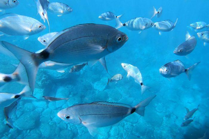 Laivas stikliniu dugnu