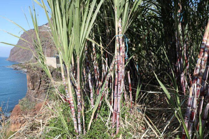 Madeiros ypatingojo cukranendrių romo “Agricola” turas